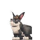 Rabbit - Hytale passive | HytaleCharts
